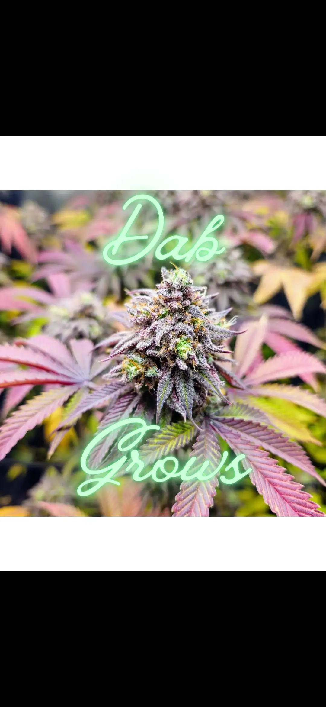 DabGrows2025
