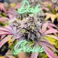DabGrows2025