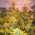 Breaking-Bud