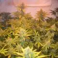 Breaking-Bud