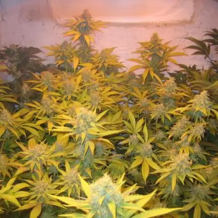 Breaking-Bud