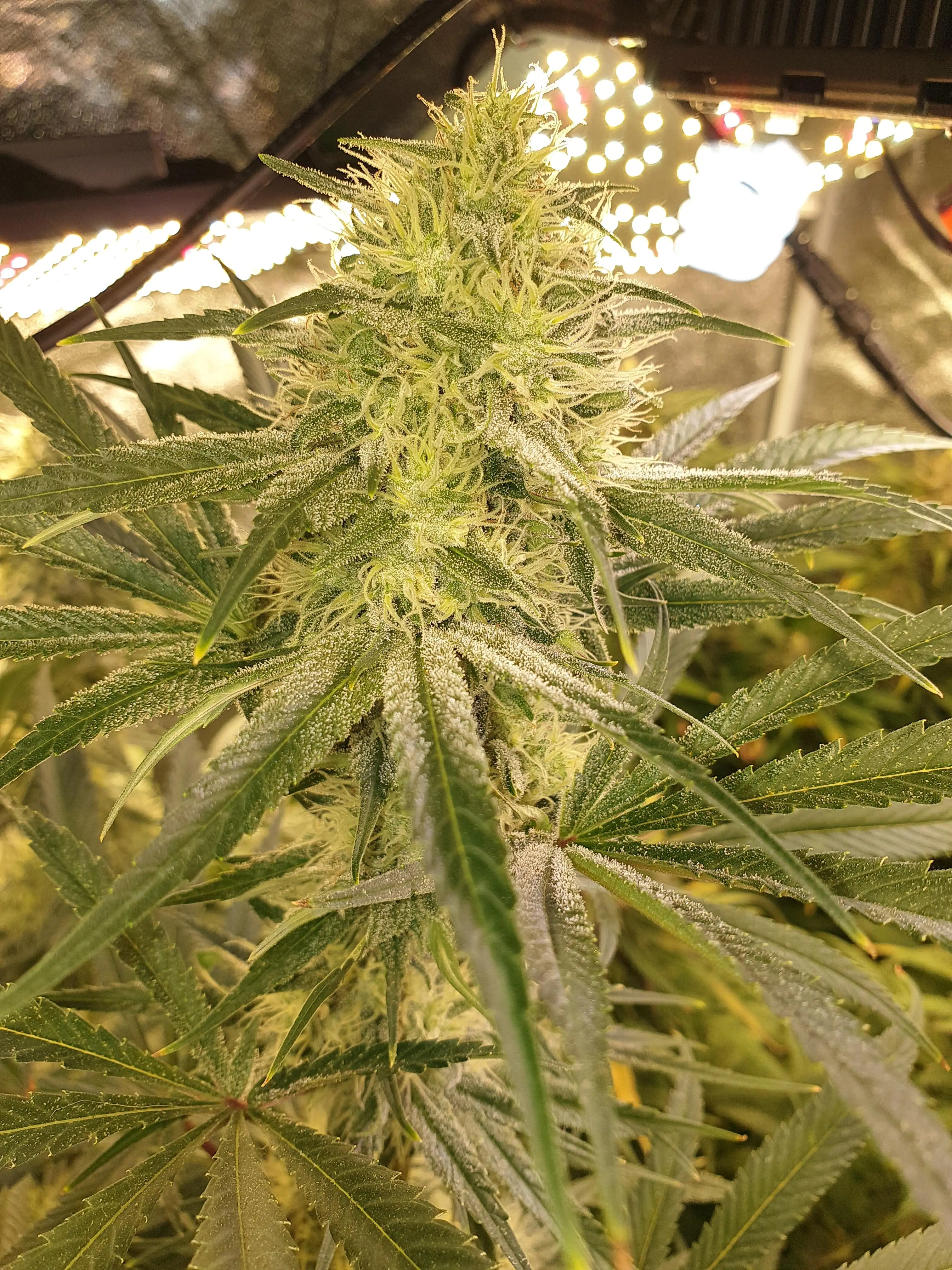 DoctorWeedthumb