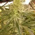 DoctorWeedthumb