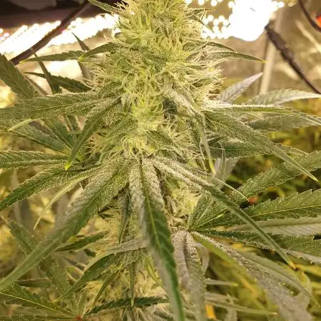DoctorWeedthumb