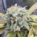 Budheadzzz