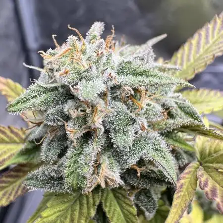 Budheadzzz