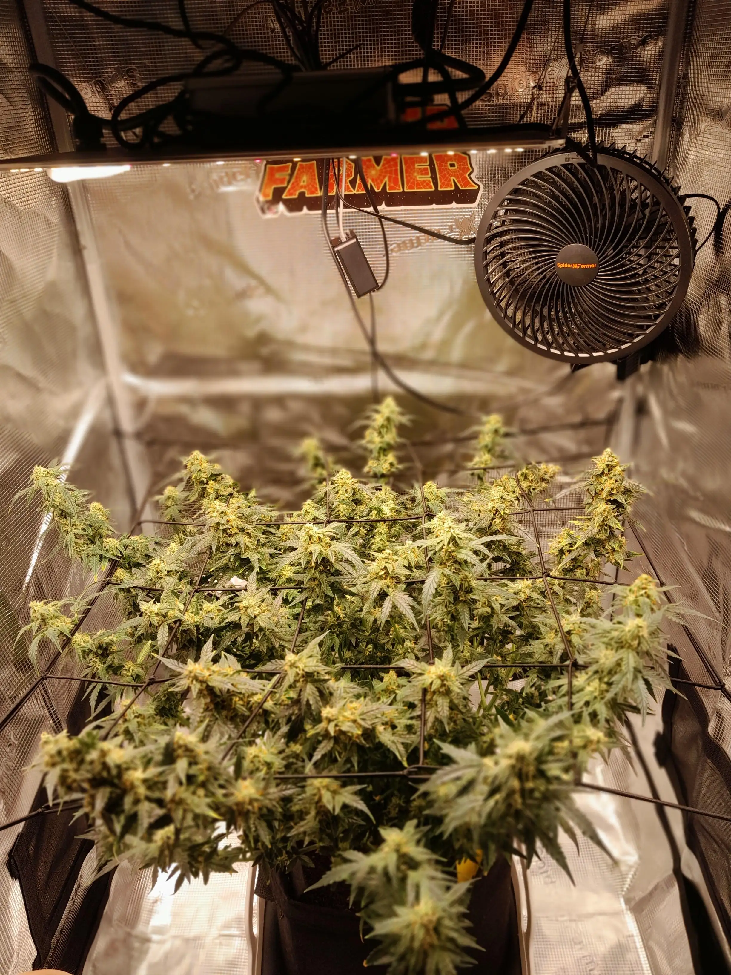 Bigbuds1