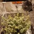 Bigbuds1