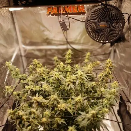 Bigbuds1