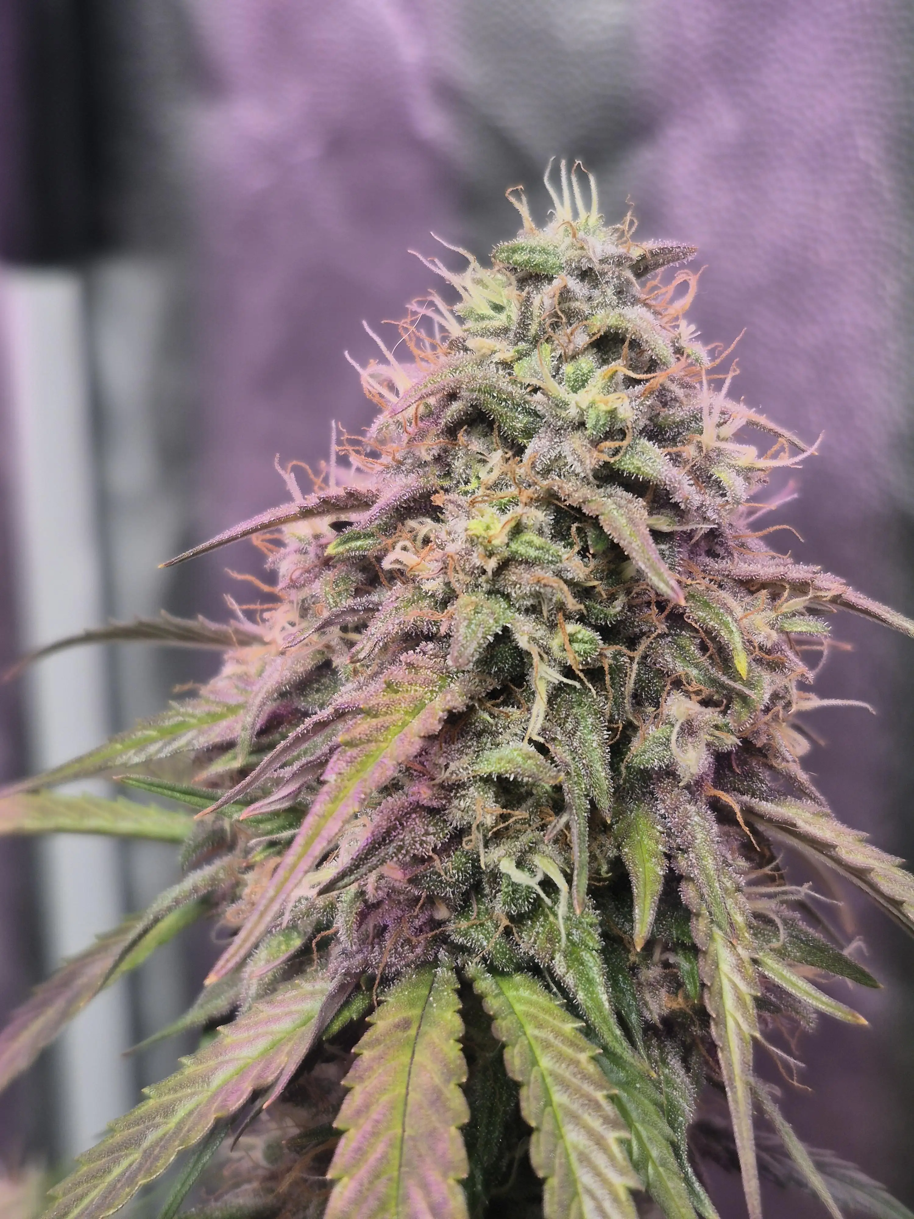 ofofhaze86