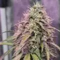 ofofhaze86