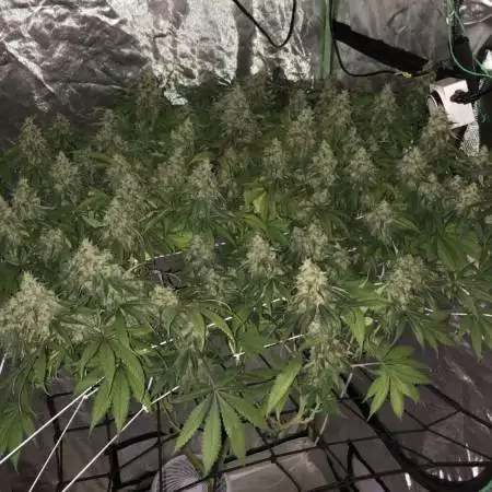 Itsjustmarijuana