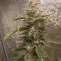 GrowerEduard
