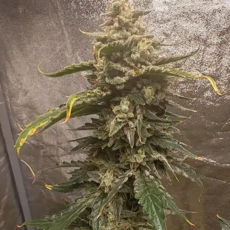 GrowerEduard