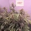 LuckyDuckyGenetics