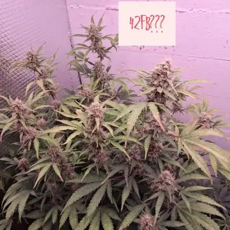 LuckyDuckyGenetics