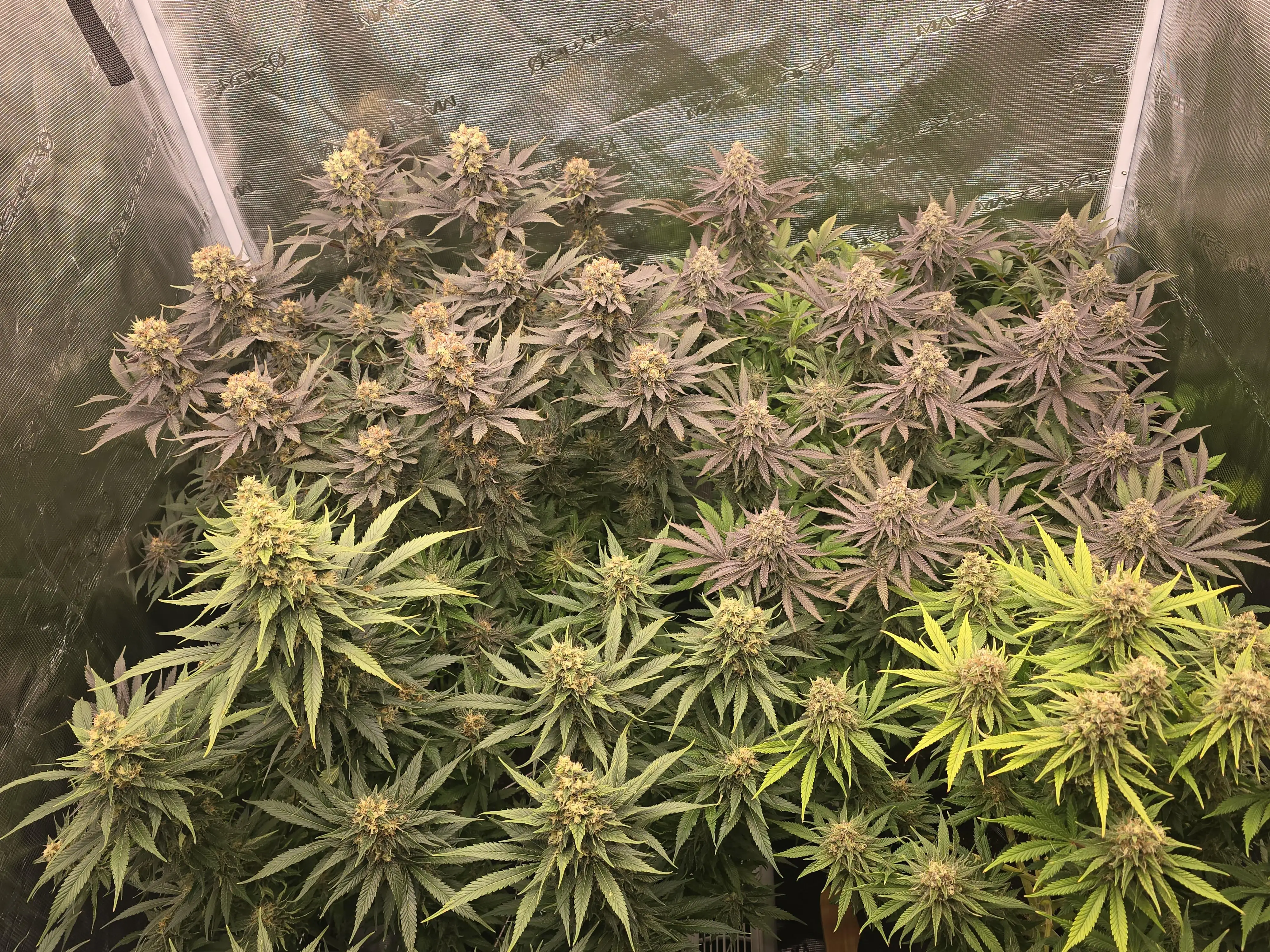 GrowBro199