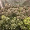 GrowBro199
