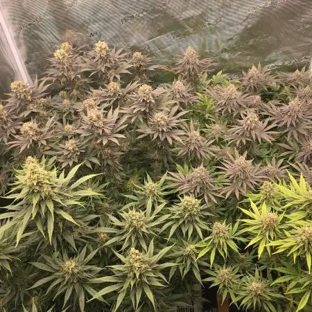 GrowBro199