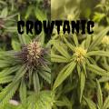 Crowtanicxs