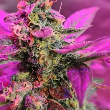 dr_sauce