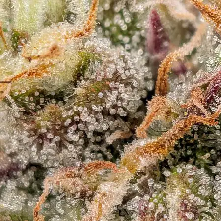 Organicgrowing