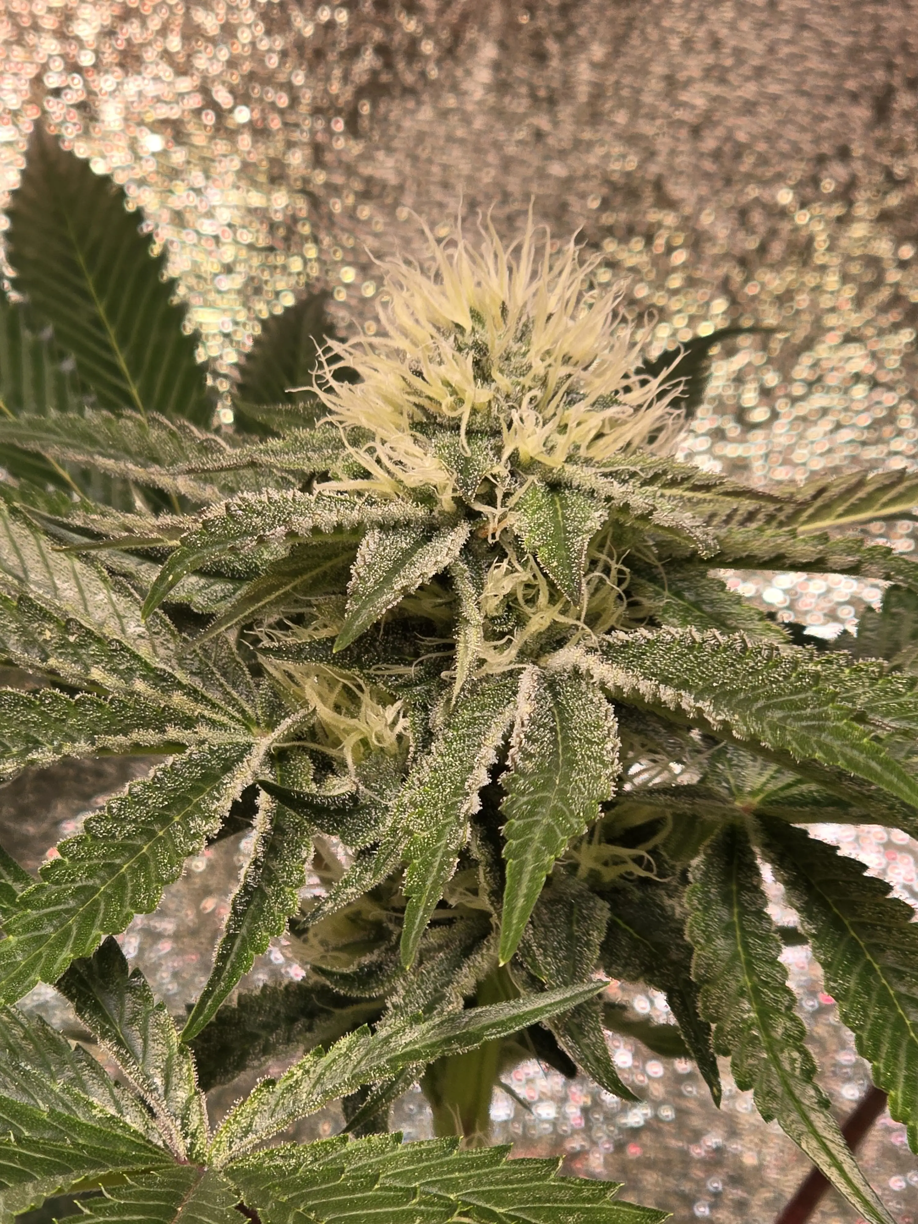 Growmie95
