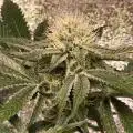Growmie95