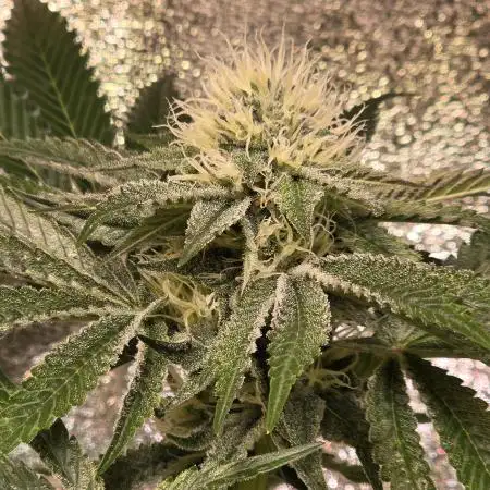 Growmie95