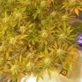 Dabbomb1
