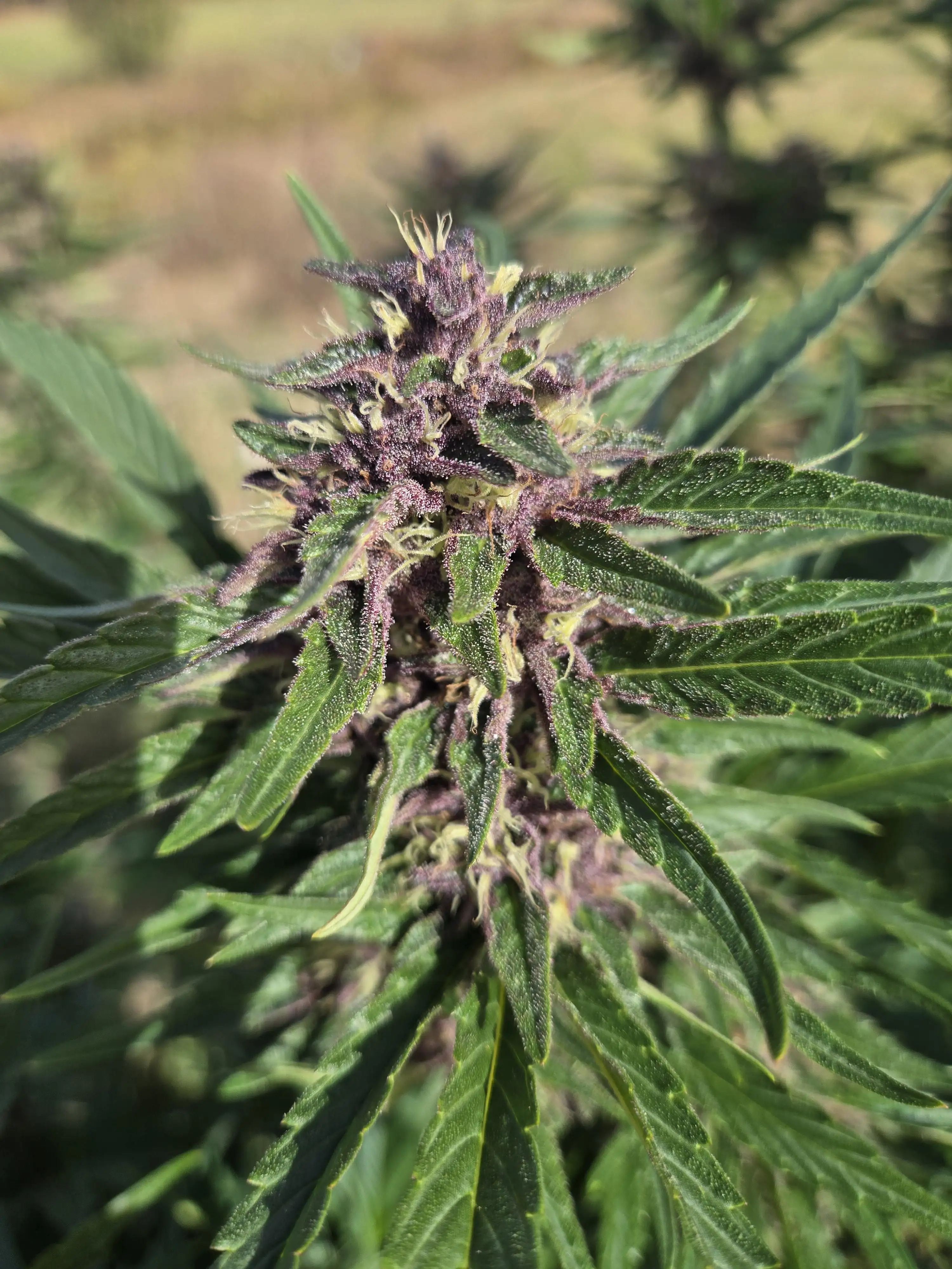 Ns-shore-grower