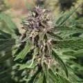 Ns-shore-grower