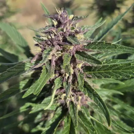 Ns-shore-grower