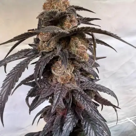 Zimbo1