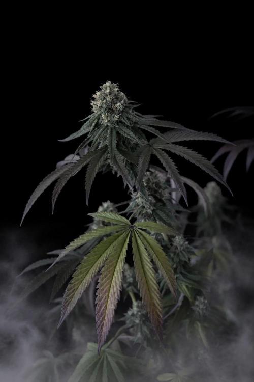 null by AstrasGrow