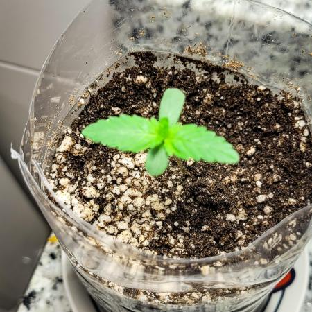 gD_grower