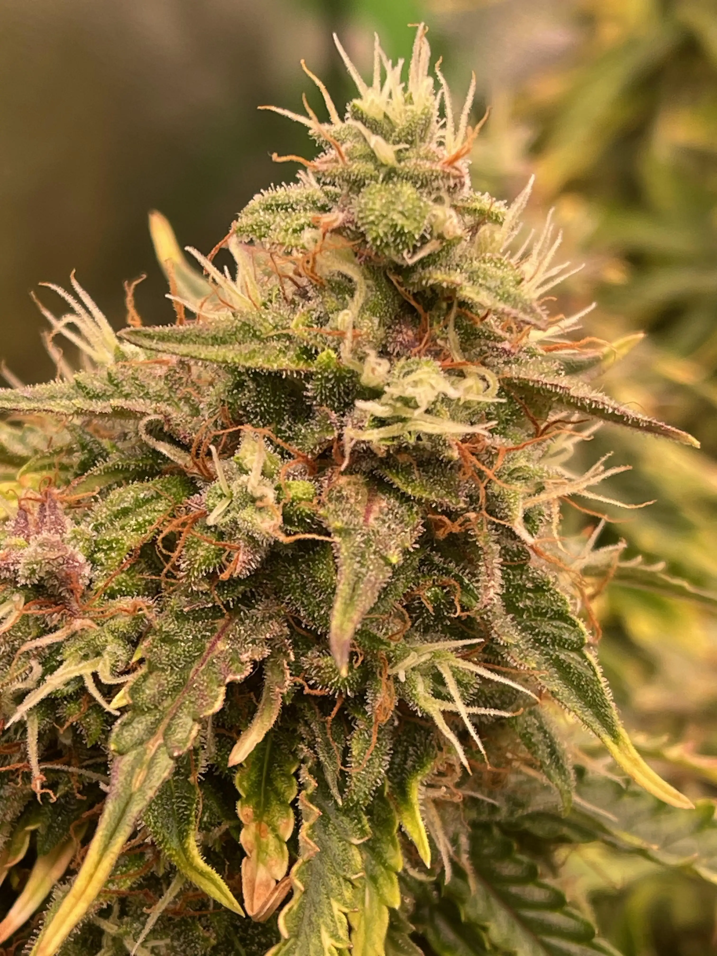 GoWeed