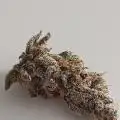 Bonzai