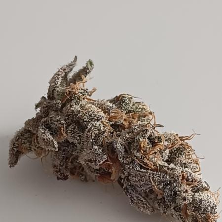 Bonzai