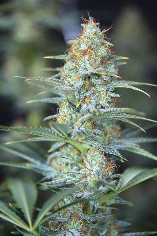 null door GolliGrows