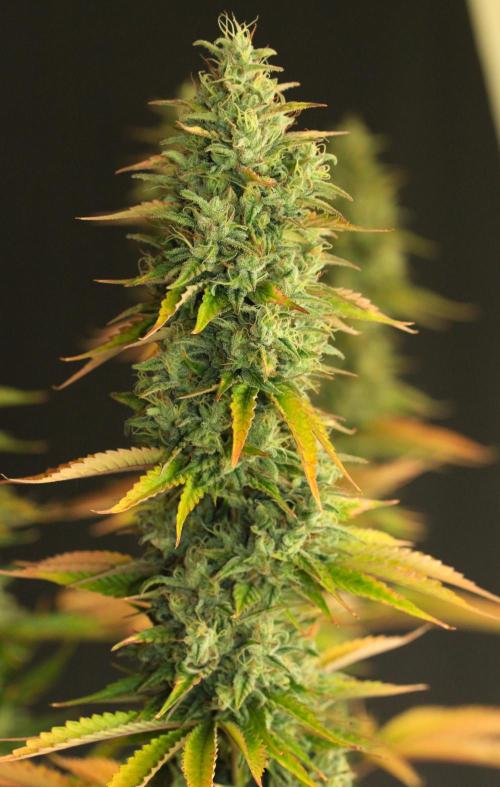 null door GolliGrows