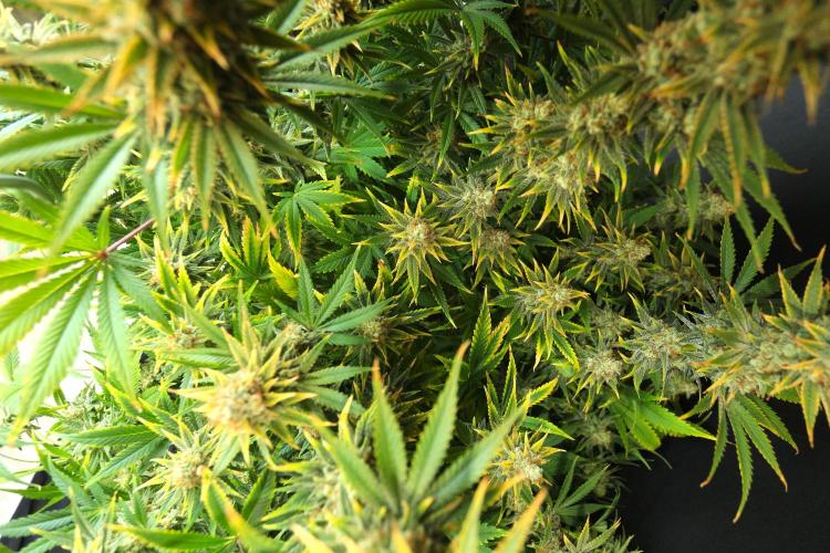 null door GolliGrows