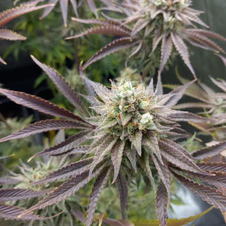RisingTerps