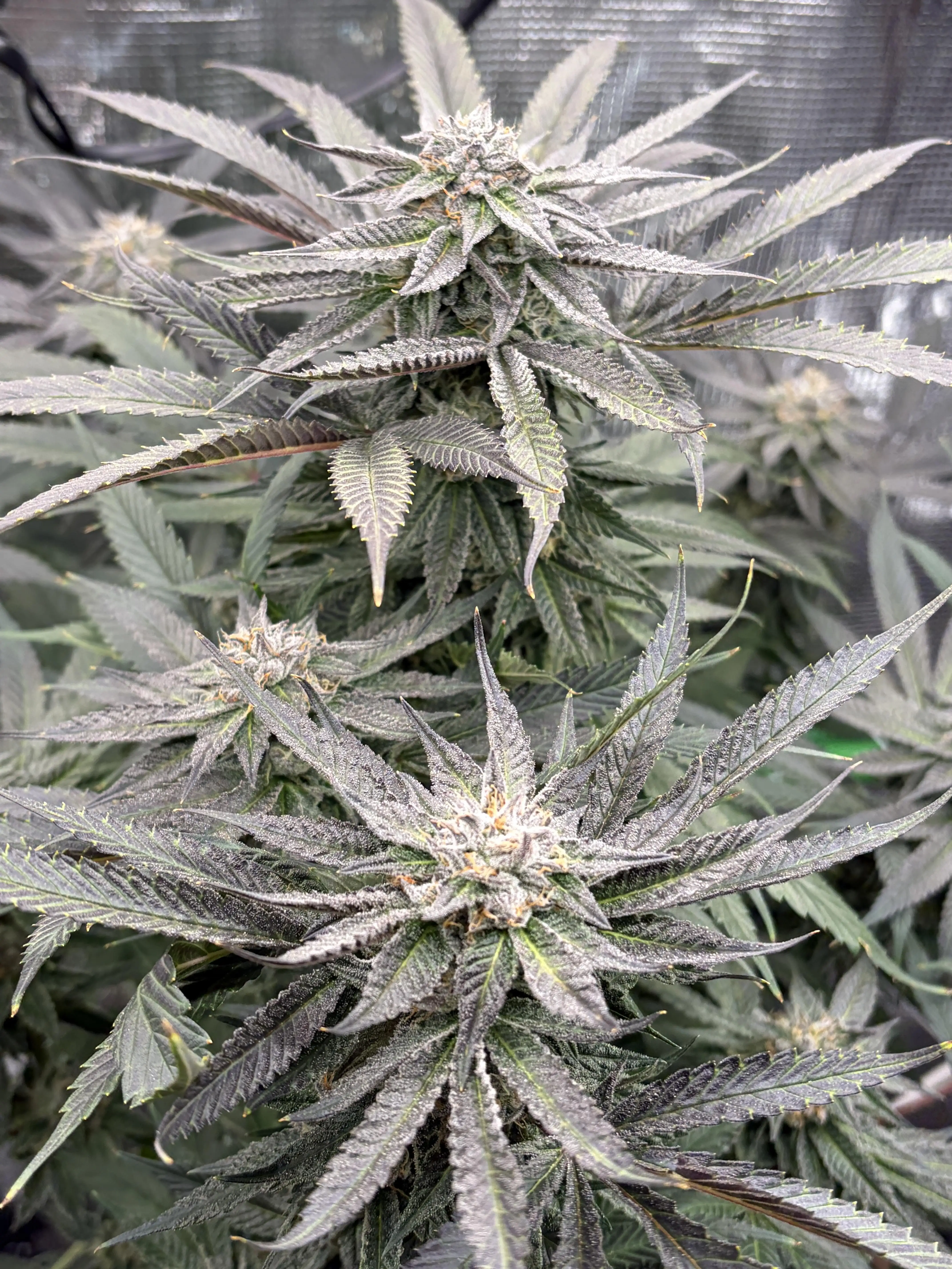 Me_Luvz_THC