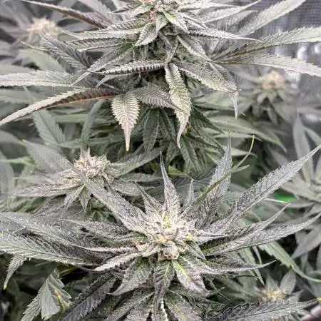 Me_Luvz_THC