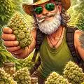 Greybeardbud
