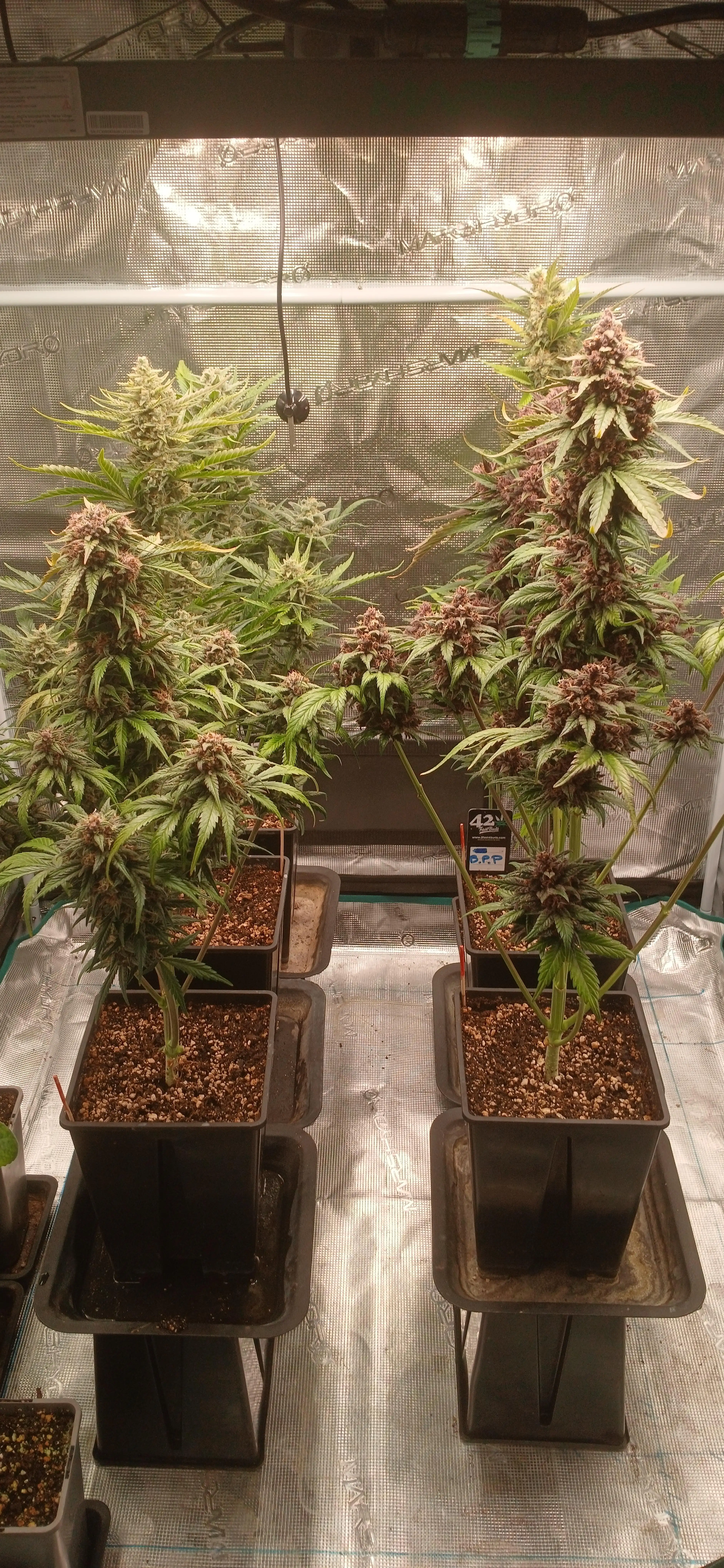 Tropical_Grow