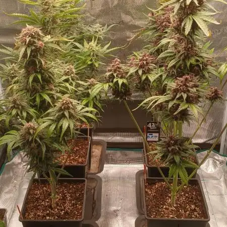 Tropical_Grow