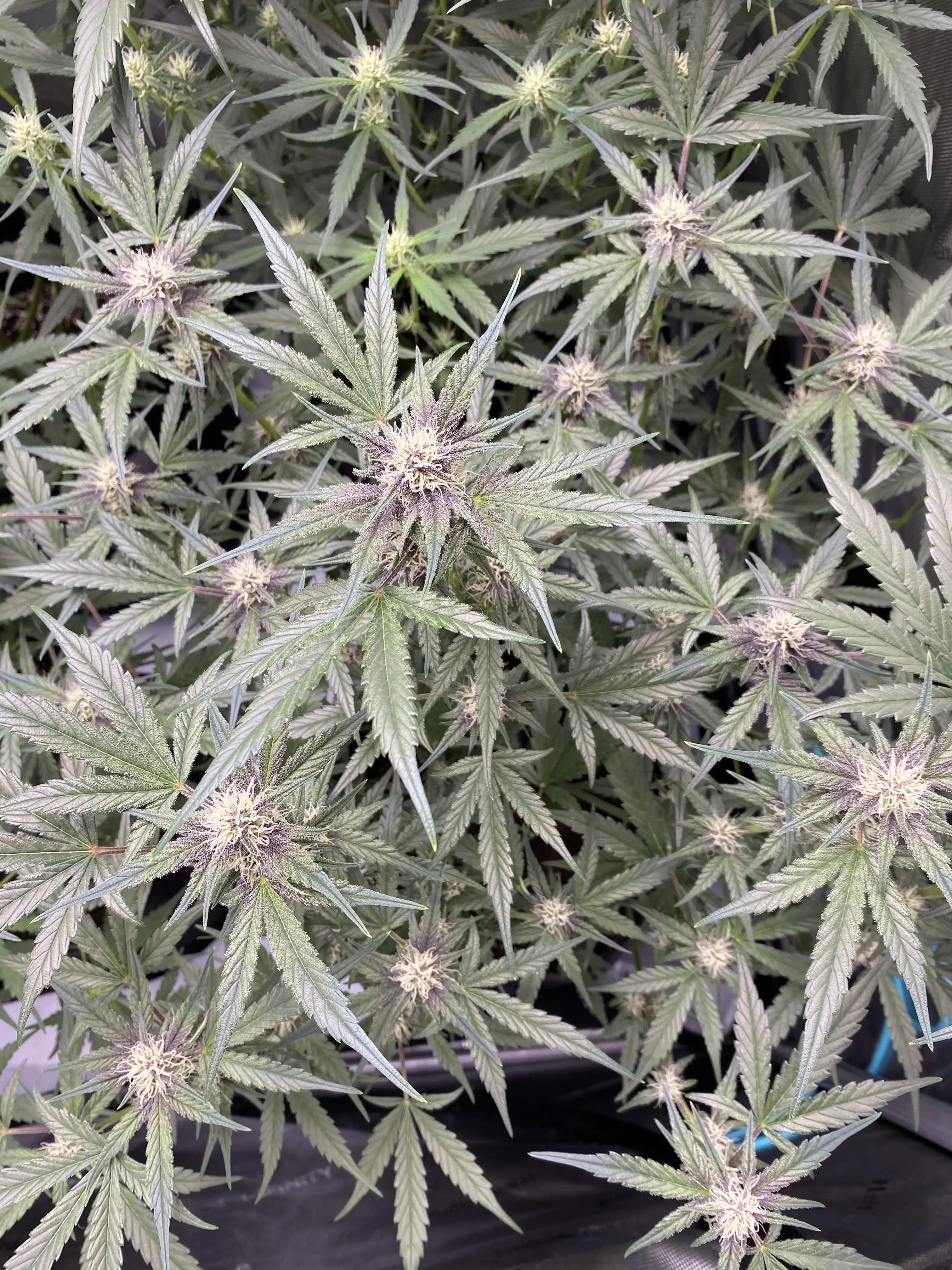 RUTHLESS_CULTIVATION