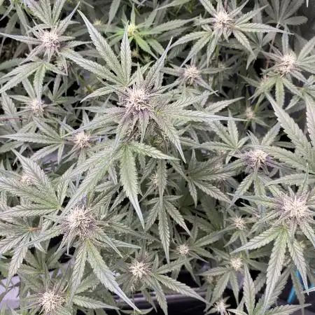 RUTHLESS_CULTIVATION